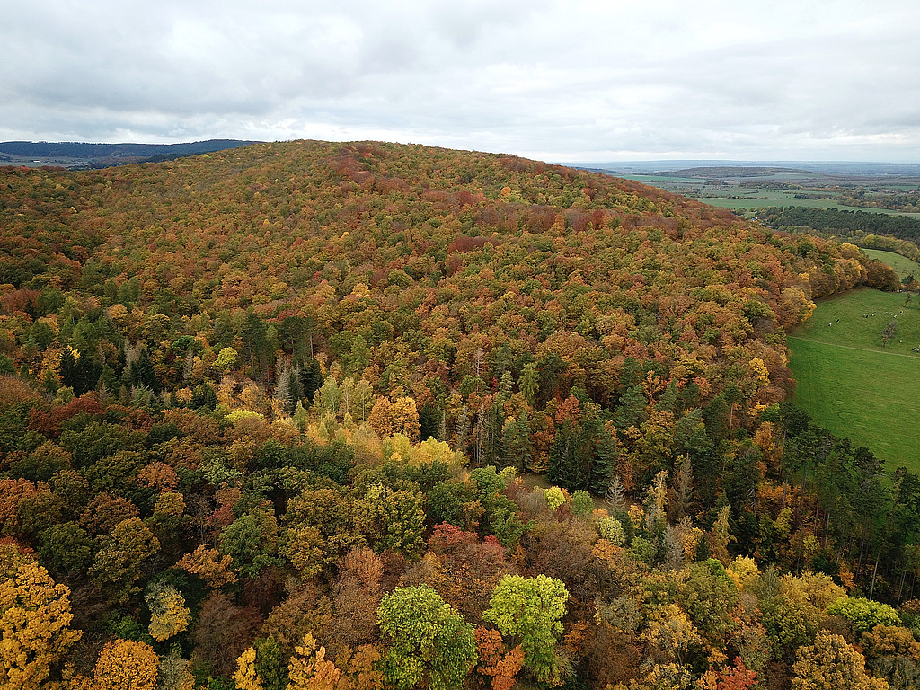 NSG 59, Blick von Südsüdosten auf den (nördlichen) Willinger Berg im gleichnamigen NSG westlich bis südlich Oberwillingen (Ilm-Kreis). Im vorderen Drittel: die sogenannte „Küche“ mit Grünland (nicht im NSG). (Foto: Holm Wenzel, 31.10.2023)