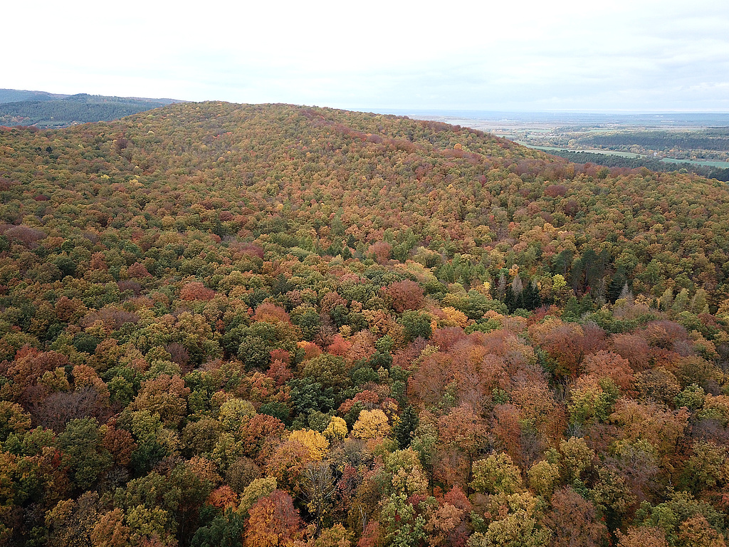 NSG 59, Blick von Süden auf den (nördlichen) Willinger Berg im gleichnamigen NSG westlich bis südlich Oberwillingen (Ilm-Kreis). (Foto: Holm Wenzel, 31.10.2023)