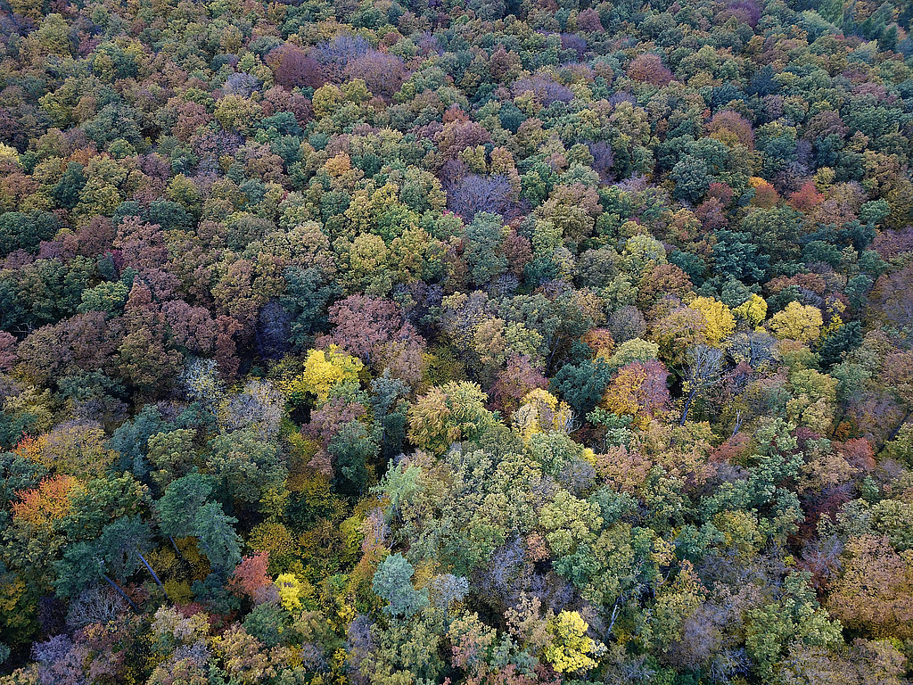 NSG 59, artenreicher Laubmischwald mit Eiche, Buche, Hainbuche und Edellaubholz im Süden des NSG „Willinger Berg“ (Ilm-Kreis). (Foto: Holm Wenzel, 31.10.2023)