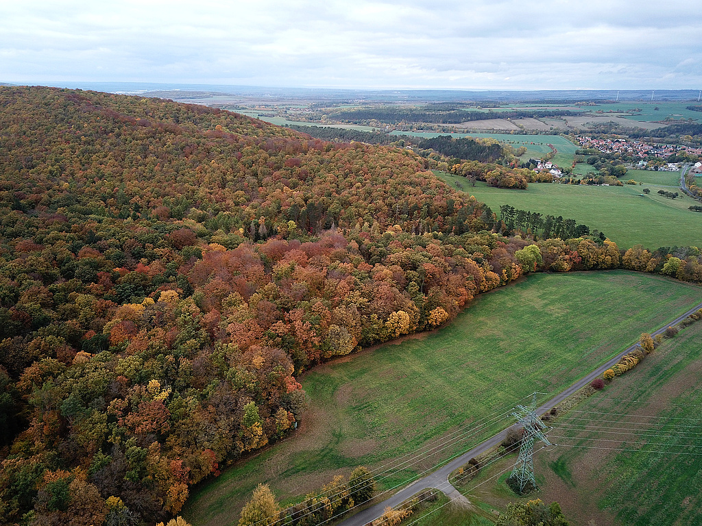 NSG 59, Blick von Südosten auf den östlichen Teil des NSG „Willinger Berg“ (Ilm-Kreis) westlich bis südlich Oberwillingen (Ilm-Kreis). Vorn im Bild: NSG-Grenze im Südosten (= Wald- und Flurstücksgrenze), hinten rechts: Niederwillingen, links davor: Oberwillingen. (Foto: Holm Wenzel, 31.10.2023)