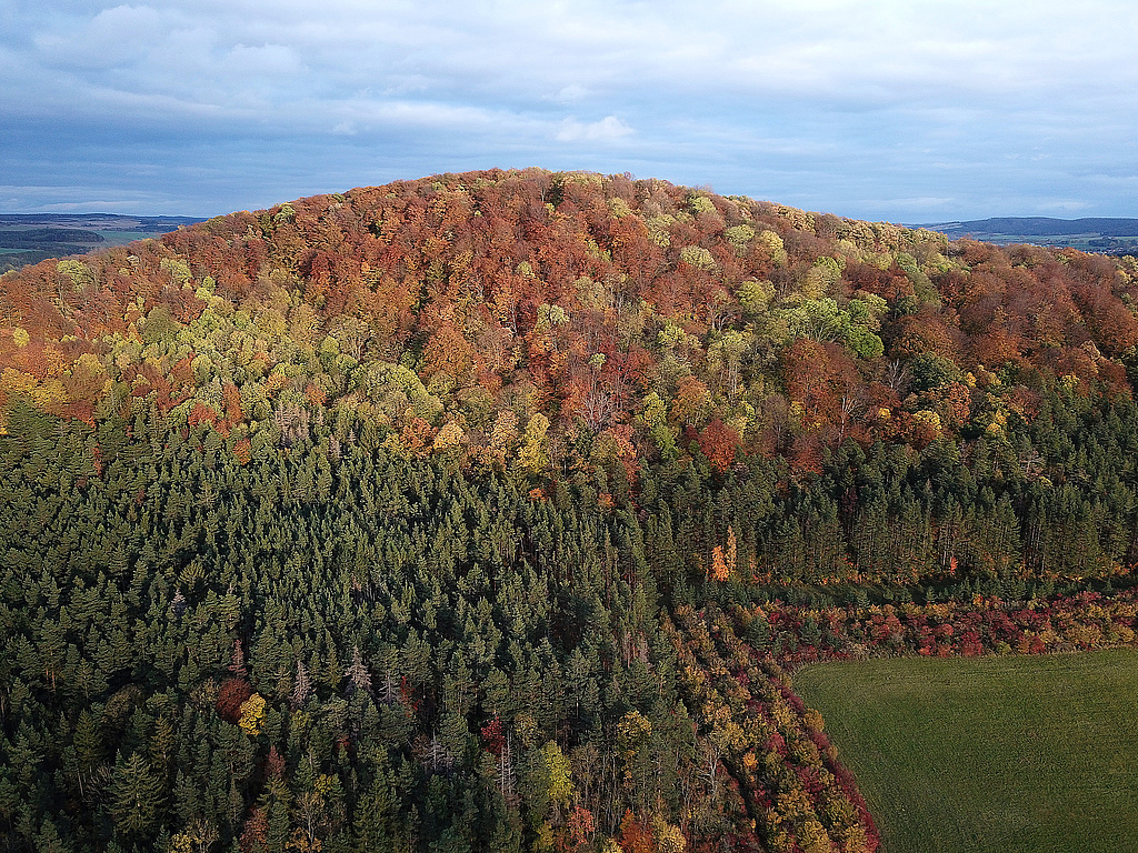NSG 59, Blick von Westen auf den (nördlichen) Willinger Berg im gleichnamigen NSG westlich bis südlich Oberwillingen (Ilm-Kreis) mit aus der forstlichen Nutzung genommener Westseite. Die Nadelholzaufforstungen gehören weitestgehend nicht zum NSG. (Foto: Holm Wenzel, 31.10.2023)