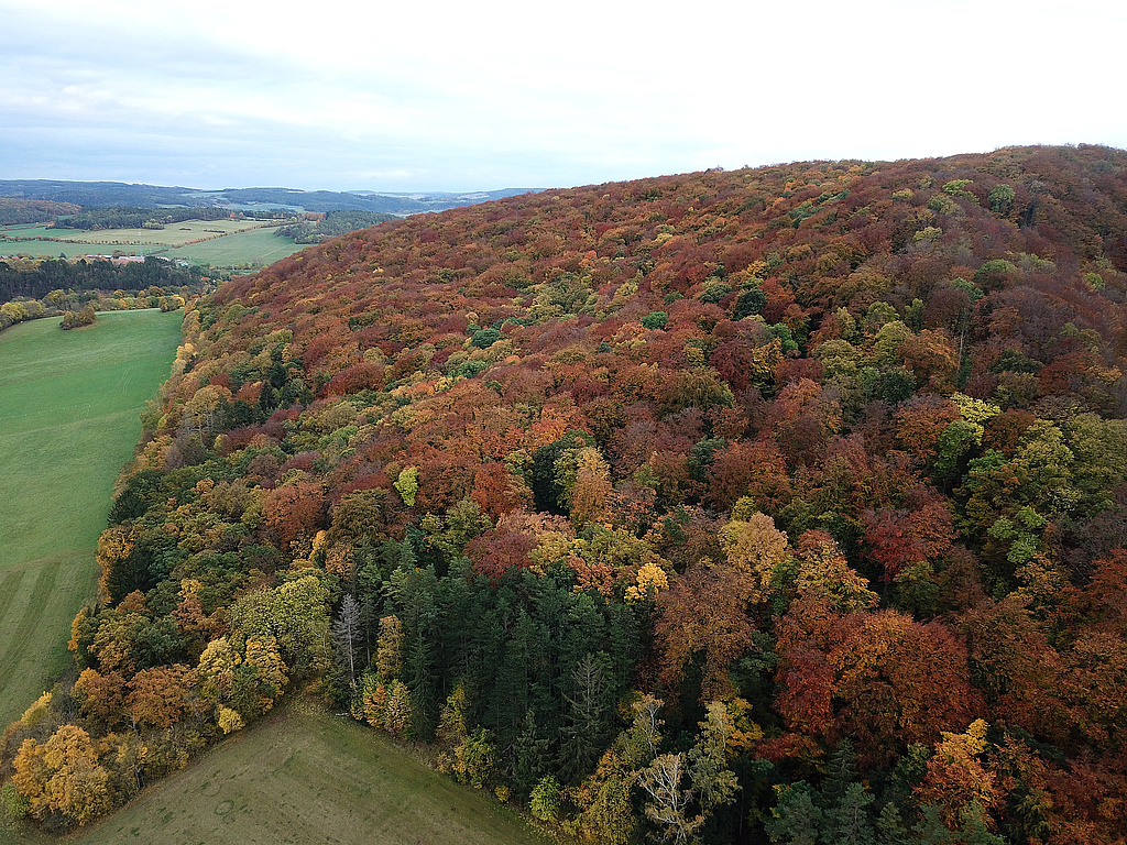 NSG 59, Blick von Westen auf die Nordwest- und Nordseite des (nördlichen) Willinger Berges im gleichnamigen NSG westlich bis südlich Oberwillingen (Ilm-Kreis) mit aus der forstlichen Nutzung genommenem Wald (rechts im Bild) und Totalreservat (auf der Nordseite). (Foto: Holm Wenzel, 31.10.2023)