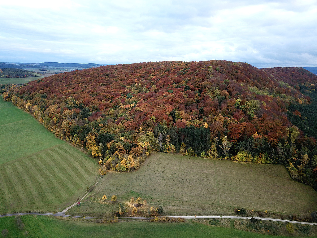 NSG 59, Blick von Nordwesten auf die Nord-, Nordwest- und Westseite des (nördlichen) Willinger Berges im gleichnamigen NSG westlich bis südlich Oberwillingen (Ilm-Kreis) mit aus der forstlichen Nutzung genommenem Wald auf der Nordwest- und Westseite (rechte Bildhälfte) und Totalreservat auf der Nordseite (linke Bildhälfte). (Foto: Holm Wenzel, 31.10.2023)