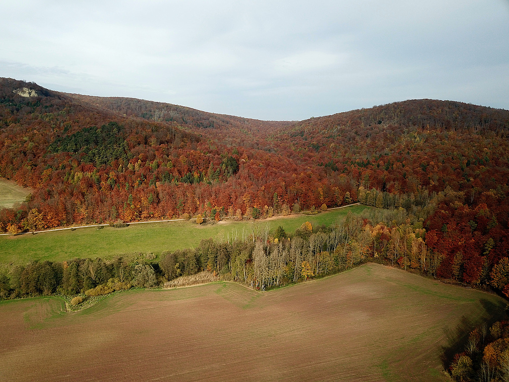 NSG 68, Blick nach Norden über das Tal des Alten Hainsbaches zur Muschelkalkklippe der „Nase“ bei Asbach (am Bildrand links oben, Landkreis Eichsfeld), zum Scharfenberg (Bildmitte) und Kahlenberg (rechts oben). (Foto: Holm Wenzel 30.10.2021)