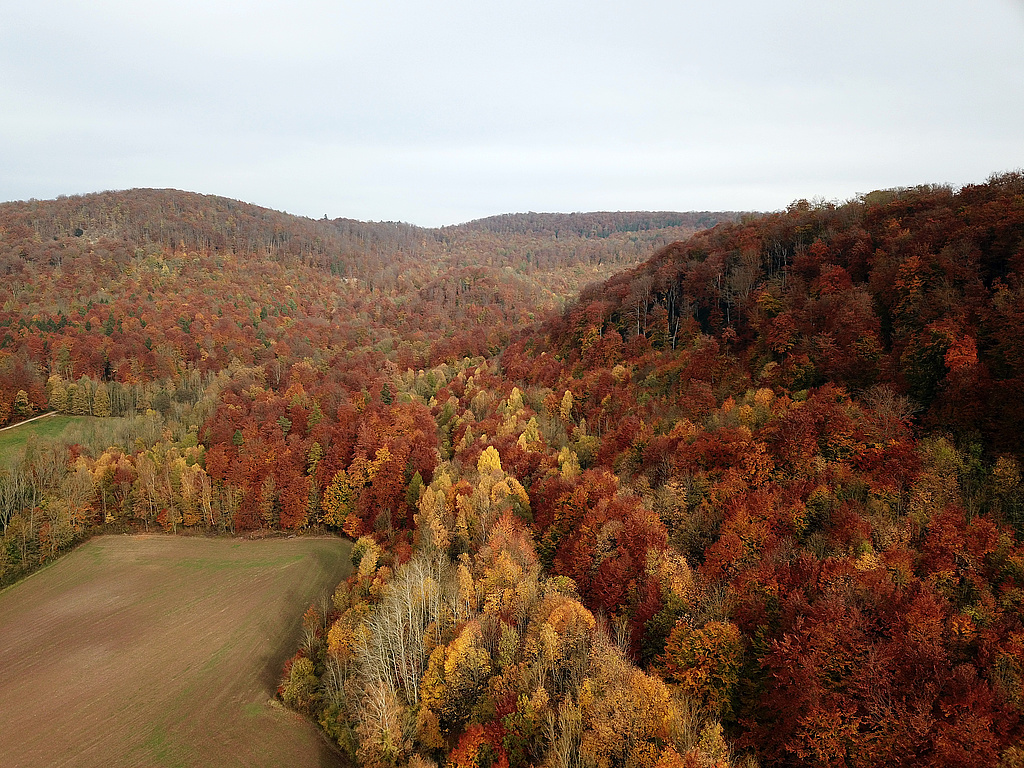 NSG 68, Blick nach Nordosten über das Tal des Alten Hainsbaches zum Kahlenberg (hinten links, mit Zone ohne forstliche Nutzung), Gleichenberg (Bildmitte hinten) und Iberg (rechts). (Foto: Holm Wenzel 30.10.2021)