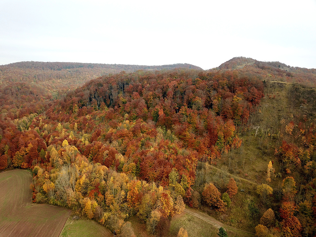 NSG 68, Blick nach Osten auf den Iberg östlich Asbach (Landkreis Eichsfeld) und dahinter den Hesselkopf (Hesselkuppe) jeweils mit dem ehemaligen Grenzstreifen (Grünes Band, rechts). Im Hintergrund: Gleichenberg (links bis Bildmitte) und Rachelsberg (rechts daneben) in der Zone ohne forstliche Nutzung. (Foto: Holm Wenzel 30.10.2021)
