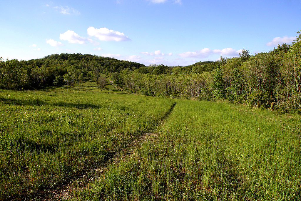 NSG 68, Blick nach Norden über den ehemaligen Grenzstreifen (Nationales Naturmonument „Grünes Band Thüringen“) am Hesselwald in der Gemarkung Wiesenfeld (Landkreis Eichsfeld) zum Hesselkopf (Hesselkuppe). (Foto: Holm Wenzel 25.05.2019)