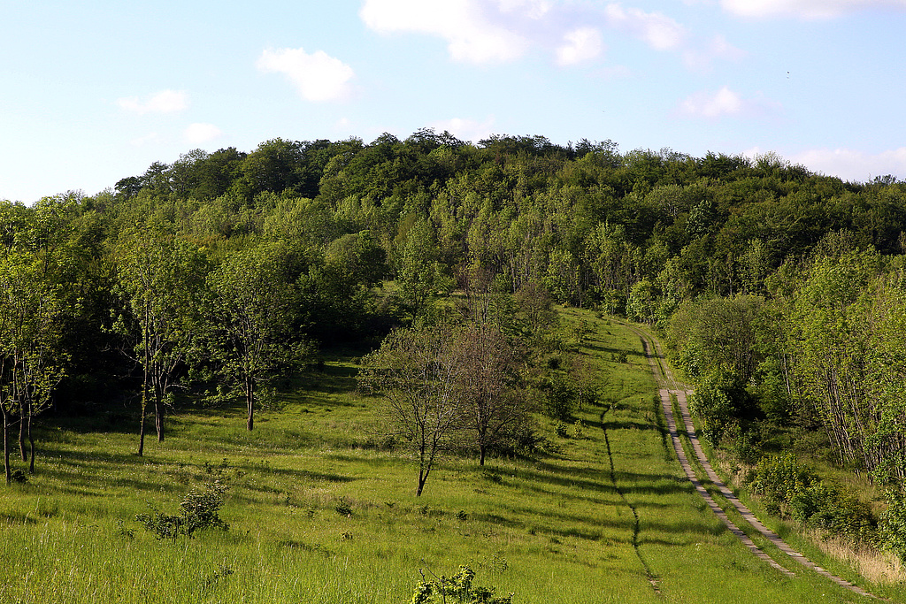 NSG 68, Blick nach Norden über den ehemaligen Grenzstreifen (Nationales Naturmonument „Grünes Band Thüringen“) am Hesselwald in der Gemarkung Wiesenfeld (Landkreis Eichsfeld) zum Hesselkopf (Hesselkuppe). (Foto: Holm Wenzel 25.05.2019)