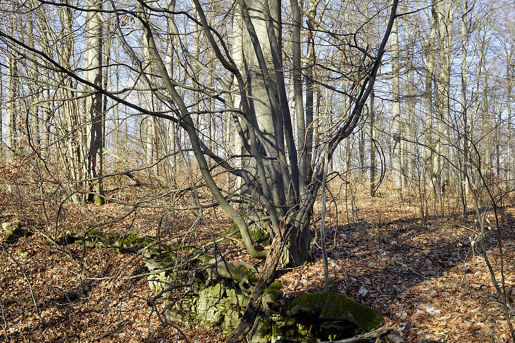 NSG 68, Zone ohne forstliche Nutzung, hier: auf der Kuppe des Kahlenberges nordöstlich Asbach (Landkreis Eichsfeld), Blick nach Norden auf Waldmeister-Buchenwald. (Foto: Robert Quentin 23.02.2022, Archiv TLUBN)