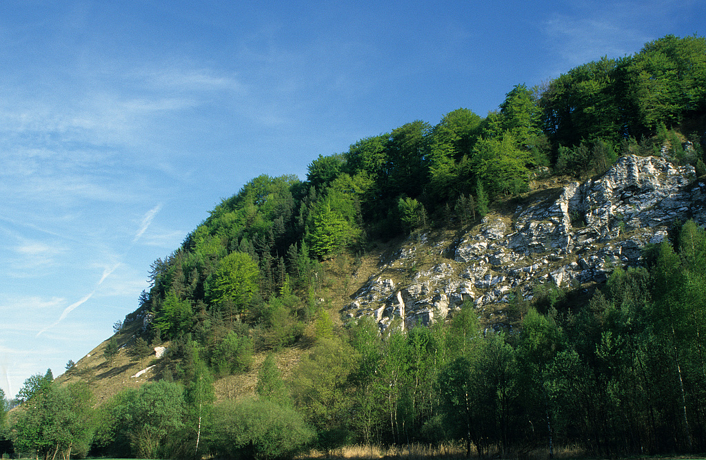 NSG 72, Blick von Nordwesten auf den steilen Nordhang des Mühlberges mit der Refugialfläche im NSG „Mühlberg“ bei Niedersachswerfen (Landkreis Nordhausen), ein Bergstock aus mächtigen Gipslagern des „Älteren Gipses“ (vergipster Werraanhydrit). (Foto: Holm Wenzel, 04.05.2003)