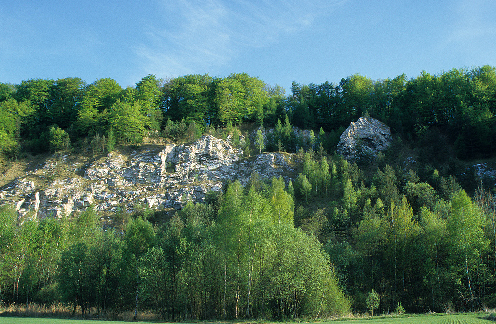 NSG 72, Blick von Nordnordwest auf den steilen Nordhang des Mühlberges mit der Refugialfläche im NSG „Mühlberg“ bei Niedersachswerfen (Landkreis Nordhausen), ein Bergstock aus mächtigen Gipslagern des „Älteren Gipses“ (vergipster Werraanhydrit). (Foto: Holm Wenzel, 04.05.2003)