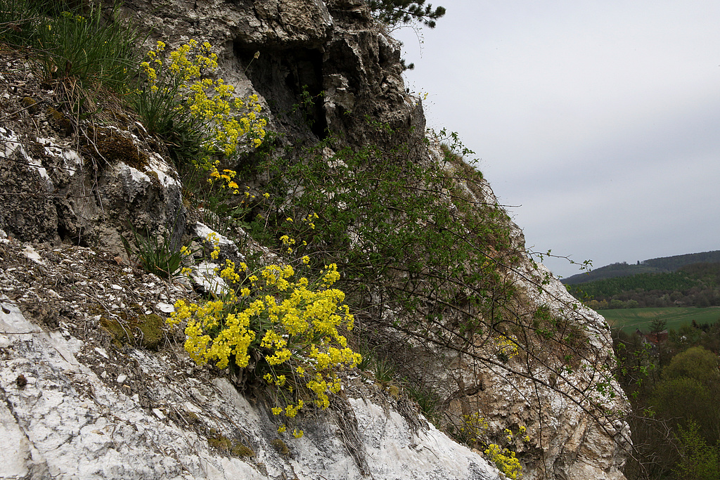 NSG 72, endemische Unterart tennifolia des Schmalblättrigen Brillenschötchens Biscutella laevigata in wertvollem Vegetationskomplex am steilen Nordostabfall des Mühlberges mit Gipsfelsen, Pionierfluren und Kreuzblümchen-Blaugrasrasen (Refugialfläche im NSG “Mühlberg”, Landkreis Nordhausen). (Foto: Holm Wenzel, 29.04.2012)