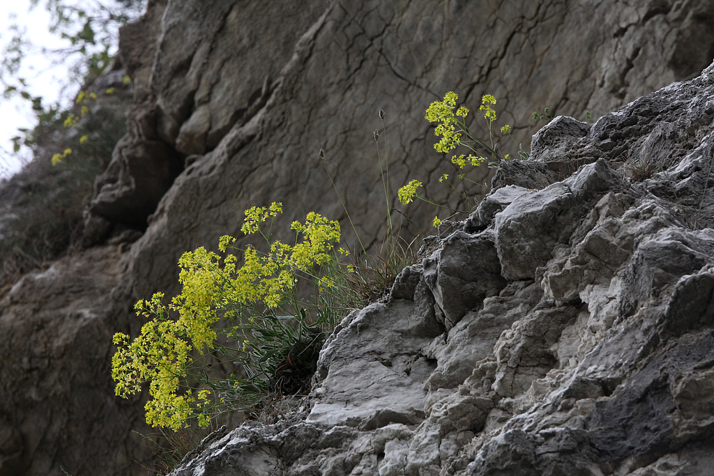NSG 72, endemische Unterart tennifolia des Schmalblättrigen Brillenschötchens Biscutella laevigata und Kalk-Blaugras Sesleria albicans am steilen Nordostabfall des Mühlberges mit seinen Gipsfelsen (Refugialfläche im NSG “Mühlberg”, Landkreis Nordhausen). (Foto: Holm Wenzel, 29.04.2012)