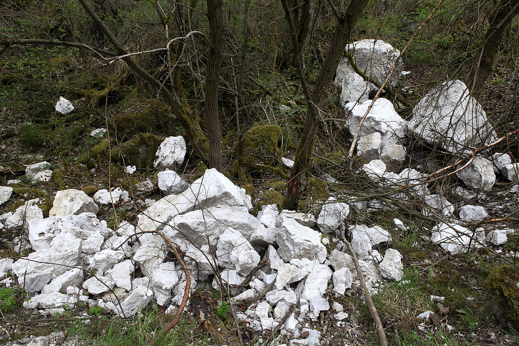 NSG 72, frischer Gipsabbruch am Fuß des steilen Nordabfalls des Mühlberges (Refugialfläche im NSG “Mühlberg”, Landkreis Nordhausen). (Foto: Holm Wenzel, 29.04.2012)