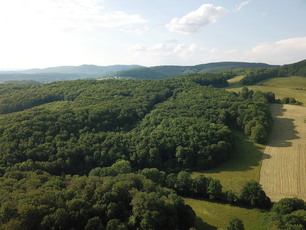 NSG 098, Blick von Süden auf den östlichen Teil des NSG „Hohe Klinge – Dorngehege“ nordöstlich von Bairoda (Wartburgkreis) mit Dorngehege (Bildmitte) und Hohe Klinge (dahinter). (Foto: Holm Wenzel, 10.06.2023)