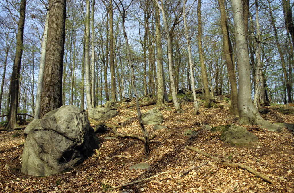 NSG 098, typische Bergkuppe mit Granit-Gesteinsblöcken und Hainsimsen-Buchenwald im NSG „Hohe Klinge – Dorngehege“ nordöstlich von Bairoda (Wartburgkreis). (Foto: Holm Wenzel, 24.04.2010)