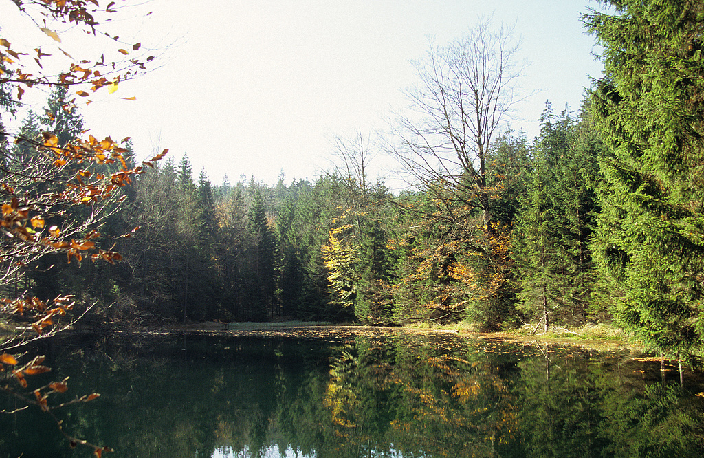 NSG 118, Altfrauteich, ehemaliger Holzflößteich in Talanfangsmulde zwischen Wurzelberg und Jungferbornskopf (hier: Landkreis Sonneberg). (Foto: Holm Wenzel, 11.10.2007)