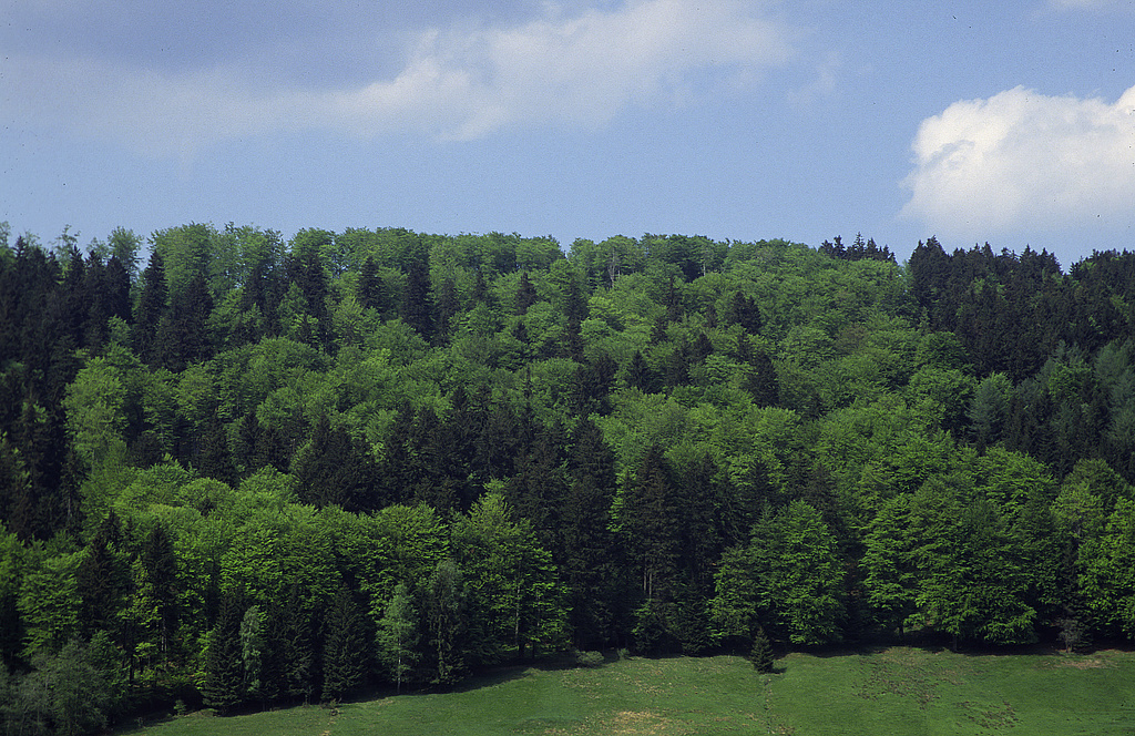NSG 119, Blick von Süden auf die Osthälfte des NSG „Löschleite“ (Landkreis Sonneberg) mit Hainsimsen-Buchenwald. (Foto: Holm Wenzel, 07.05.2000)