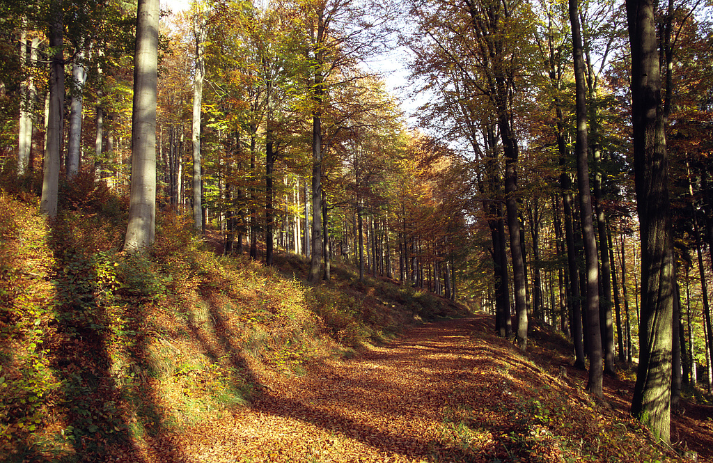 NSG 119, Hainsimsen-Buchenwald am unteren Weg im NSG „Löschleite“ (Landkreis Sonneberg), oberhalb des Weges hier seit 2004 forstlich nicht mehr genutzt. (Foto: Holm Wenzel, 11.10.2007)