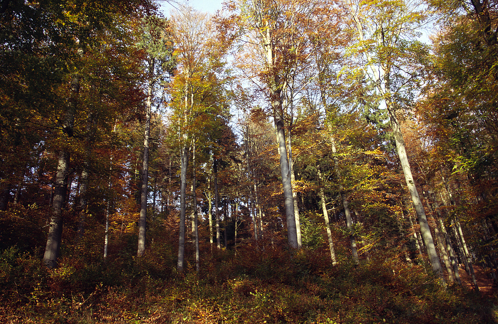 NSG 119, seit 2004 forstlich nicht mehr genutzter Hainsimsen-Buchenwald oberhalb des unteren Weges im NSG „Löschleite“ (Landkreis Sonneberg). (Foto: Holm Wenzel, 11.10.2007)