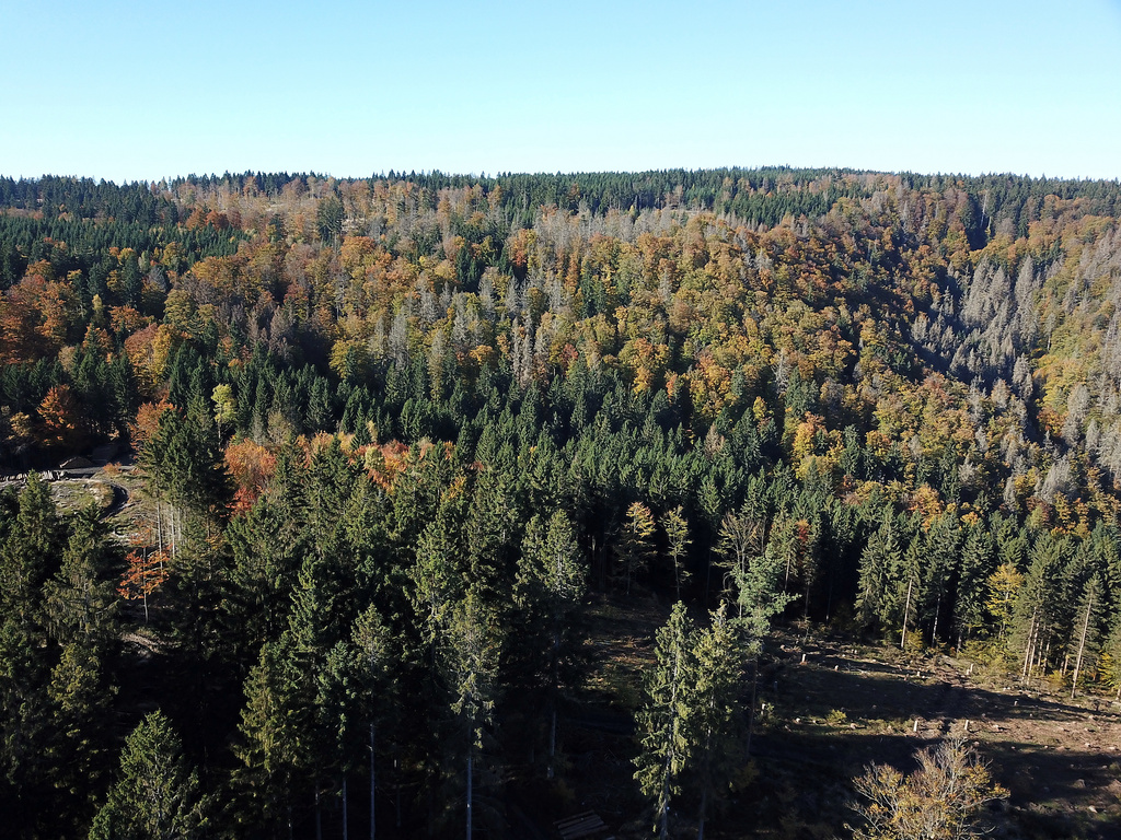 NSG 120, Blick nach Nordwesten auf den südwestlichen Teil des NSG „Leierloch“ an der Südostwand des Fellberges bei Steinach (Landkreis Sonneberg). Links am Bildrand: Forststraße zur Fellbergbaude. (Foto: Holm Wenzel, 24.10.2021)