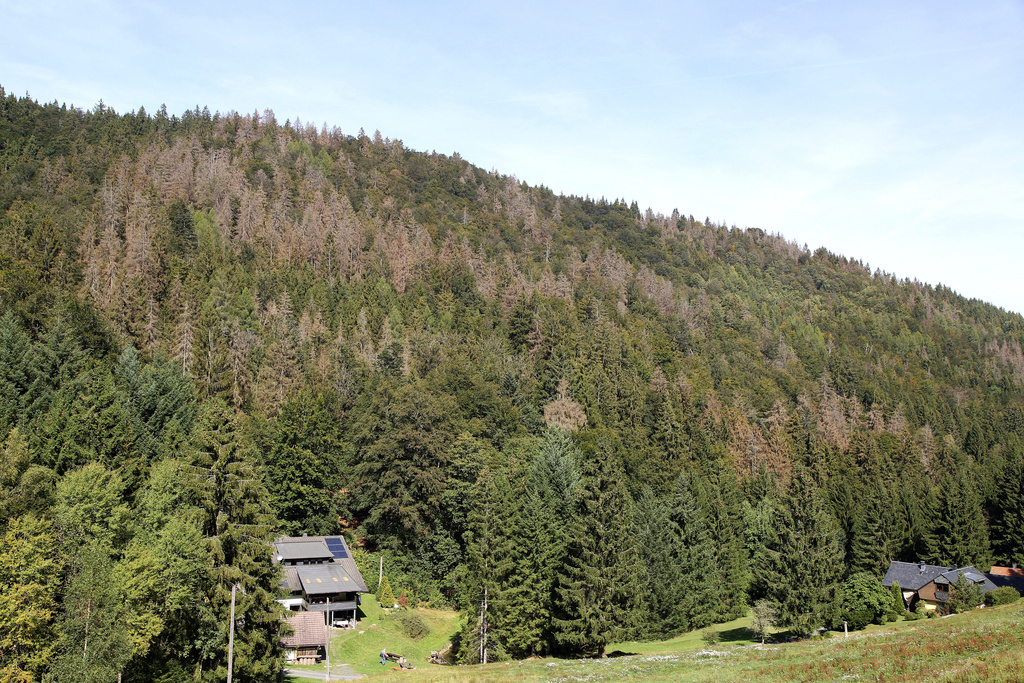 NSG 120, Blick vom Westrand der Dürren Wiesen nach Nordnordost auf das NSG „Leierloch“ an der Südostwand des Fellberges bei Steinach (Landkreis Sonneberg). Unten links: Gaststätte Waldfrieden (= „Fuchsfarm“). (Foto: Holm Wenzel, 15.09.2019)