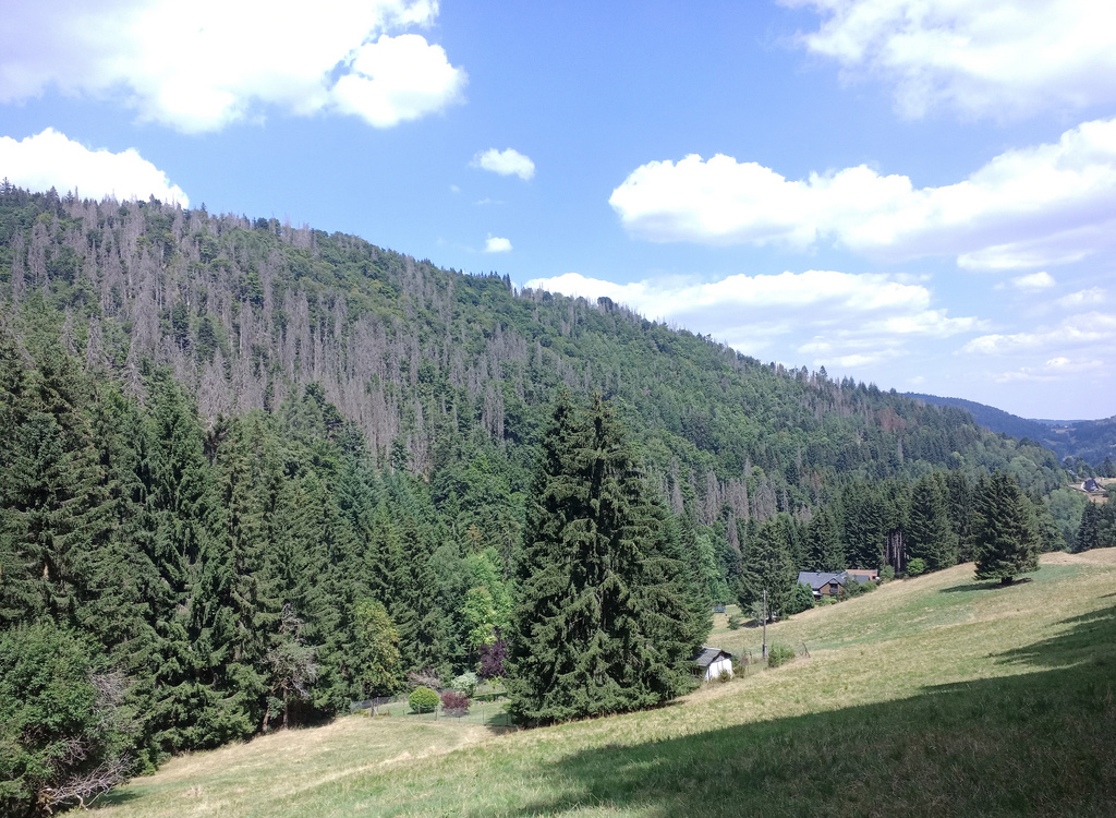 NSG 120, Blick vom Westrand der Dürren Wiesen nach Nordosten auf das NSG „Leierloch“ an der Südostwand des Fellberges bei Steinach (Landkreis Sonneberg). (Foto: Holm Wenzel, 24.07.2022)