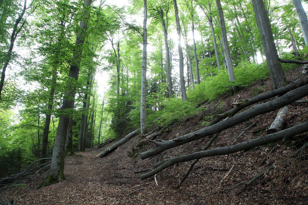 NSG 120, forstlich nicht mehr genutzter Hainsimsen-Buchenwald im NSG „Leierloch“ an der Südostwand des Fellberges bei Steinach (Landkreis Sonneberg). (Foto: Holm Wenzel, 18.05.2019)