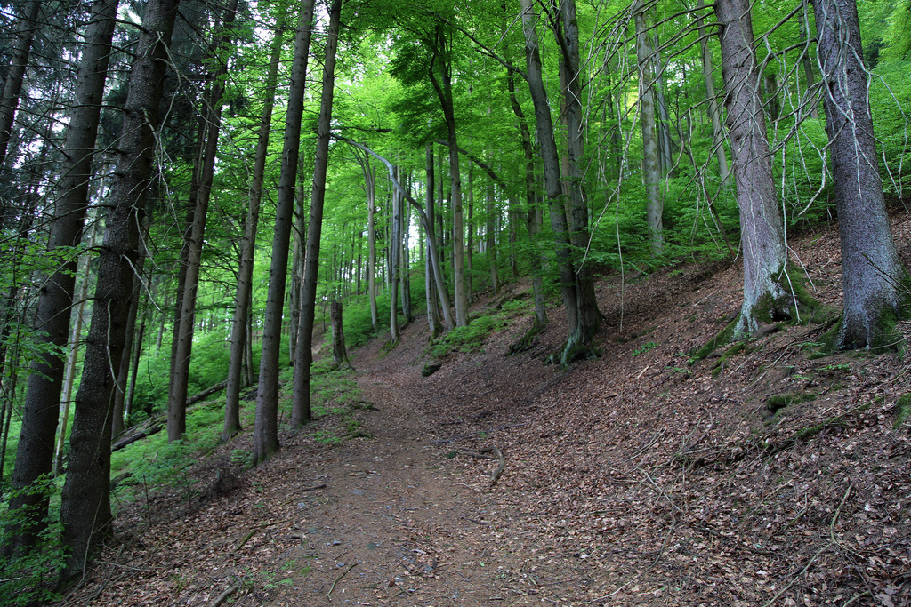 NSG 120, forstlich nicht mehr genutzter Hainsimsen-Buchenwald im NSG „Leierloch“ an der Südostwand des Fellberges bei Steinach (Landkreis Sonneberg). (Foto: Holm Wenzel, 18.05.2019)