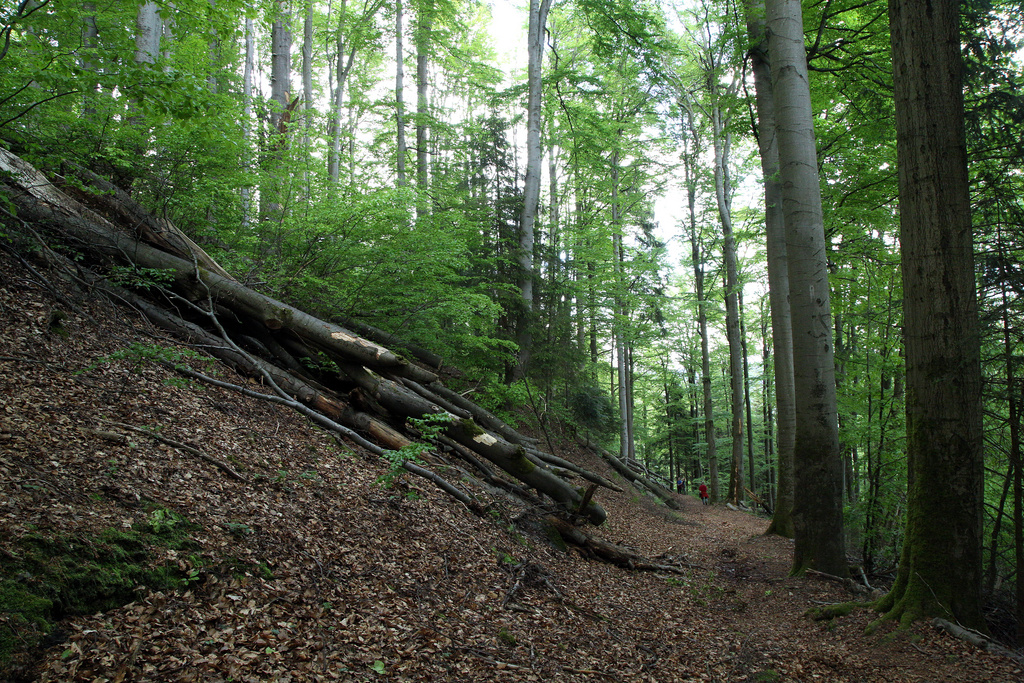 NSG 120, forstlich nicht mehr genutzter Hainsimsen-Buchenwald im NSG „Leierloch“ an der Südostwand des Fellberges bei Steinach (Landkreis Sonneberg). (Foto: Holm Wenzel, 18.05.2019)