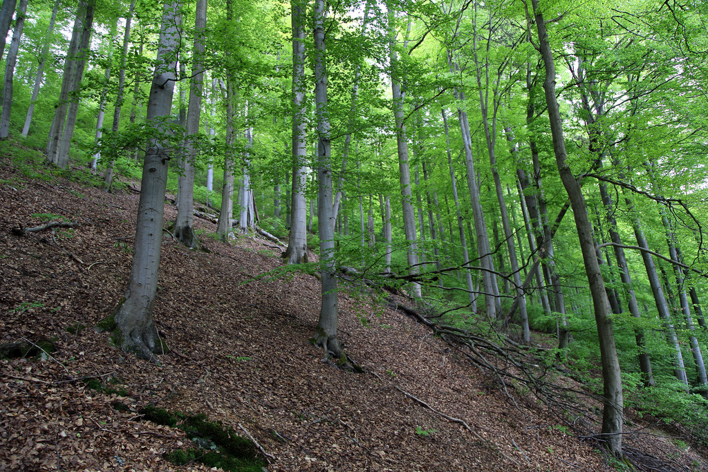 NSG 120, forstlich nicht mehr genutzter Hainsimsen-Buchenwald im NSG „Leierloch“ an der Südostwand des Fellberges bei Steinach (Landkreis Sonneberg). (Foto: Holm Wenzel, 18.05.2019)