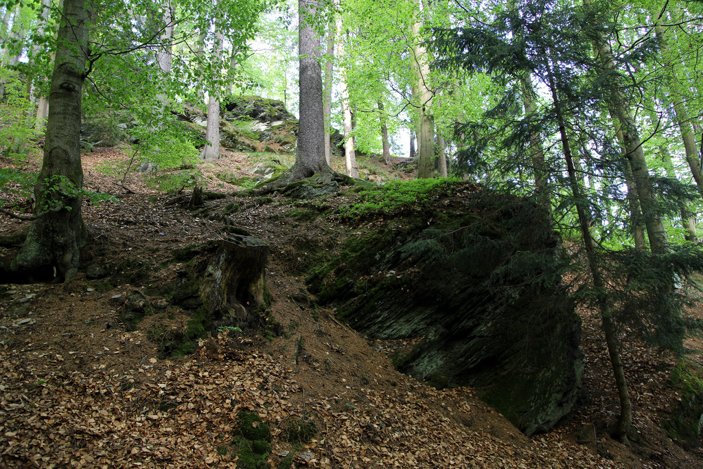 NSG 120, forstlich nicht mehr genutzter Hainsimsen-Buchenwald mit Übergang zum Wollreitgras-Fichten-Buchenwald im Bereich der Lederschiefer-Klippen im NSG „Leierloch“ an der Südostwand des Fellberges bei Steinach (Landkreis Sonneberg). (Foto: Holm Wenzel, 18.05.2019)