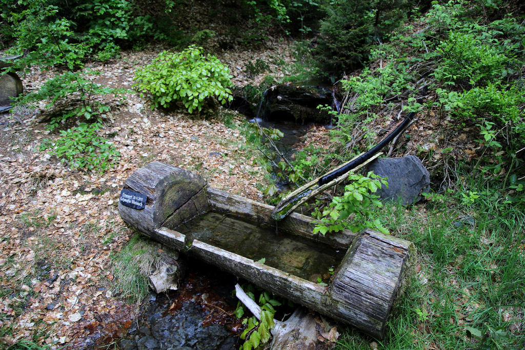 NSG 120, Quelltiegel als Zufluss zum Langenbach im Mittelhang des NSG „Leierloch“ an der Südostwand des Fellberges bei Steinach (Landkreis Sonneberg). (Foto: Holm Wenzel, 18.05.2019)