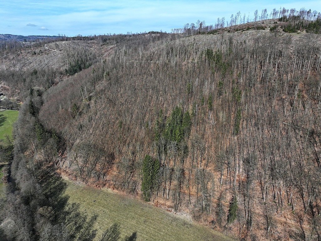 NSG 121, Blick von Südsüdwest über das Steinachtal auf den an das Totalreservat anschließenden nordwestlichsten Teil des NSG „Steinachgrund“ südöstlich Steinach (Landkreis Sonneberg), der ebenfalls nicht mehr forstlich genutzt wird. Oben rechts: zum Großen Mittelberg gehörende Bergkuppe. (Foto: Holm Wenzel 17.03.2024)