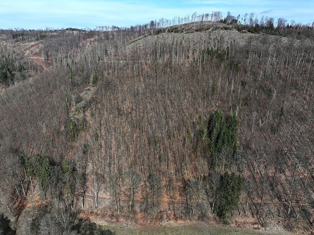 NSG 121, Blick von Südwesten über das Steinachtal auf den an das Totalreservat anschließenden nordwestlichsten Teil des NSG „Steinachgrund“ südöstlich Steinach (Landkreis Sonneberg), der ebenfalls nicht mehr forstlich genutzt wird. Oben: zum Großen Mittelberg gehörende Bergkuppe. (Foto: Holm Wenzel 17.03.2024)
