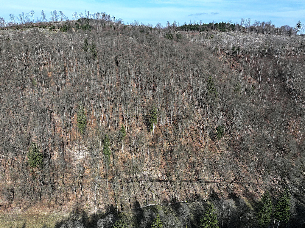 NSG 121, Blick von Südwesten über das Steinachtal auf das Totalreservat im mittleren Teil des NSG „Steinachgrund“ südöstlich Steinach (Landkreis Sonneberg). Oben: zum Großen Mittelberg gehörende Bergkuppen. (Foto: Holm Wenzel 17.03.2024)