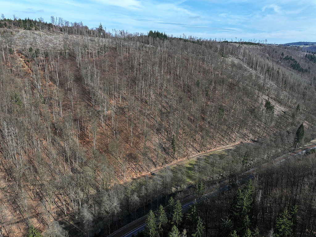 NSG 121, Blick von Westsüdwest über das Steinachtal auf den an das Totalreservat (links am Bildrand) anschließenden, auch aus der forstlichen Nutzung genommenen südöstlichen Teil des NSG „Steinachgrund“ südöstlich Steinach (Landkreis Sonneberg). Oben links: Sanitärhieb nach Borkenkäferbefall der Fichten im forstlich noch genutzten Teil des NSG: Unten rechts: Fluss Steinach, Eisenbahnlinie und Landesstraße L1148 zwischen Steinach und Blechhammer. (Foto: Holm Wenzel 17.03.2024)