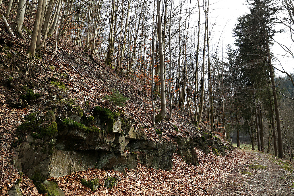 NSG 121, forstlich nicht genutzter Hainsimsen-Buchenwald mit bankiger Grauwacke im nordwestlichsten Teil des NSG „Steinachgrund“ südöstlich Steinach (Landkreis Sonneberg). Der Weg am Unterhang des Großen Mittelberges bildet die NSG-Grenze. (Foto: Holm Wenzel 17.03.2024)