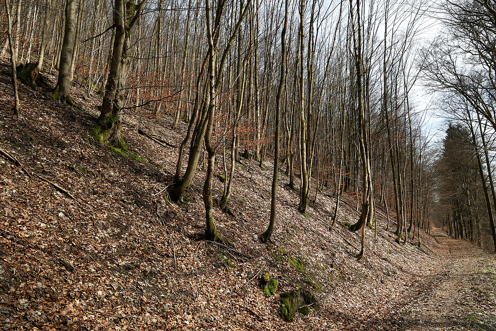 NSG 121, forstlich nicht genutzter Hainsimsen-Buchenwald im nordwestlichen Teil des NSG „Steinachgrund“ südöstlich Steinach (Landkreis Sonneberg). Der Weg am Unterhang des Großen Mittelberges bildet die NSG-Grenze. (Foto: Holm Wenzel 17.03.2024)