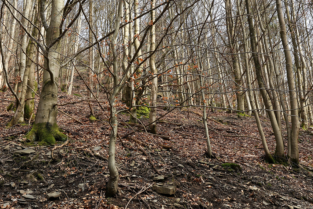 NSG 121, forstlich nicht genutzter Hainsimsen-Buchenwald im nordwestlichen Teil des NSG „Steinachgrund“ südöstlich Steinach (Landkreis Sonneberg). (Foto: Holm Wenzel 17.03.2024)