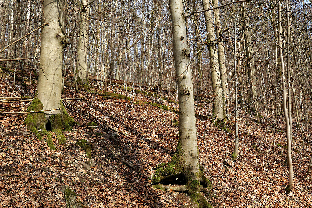 NSG 121, Totalreservat mit Waldmeister-Buchenwald im zentralen Teil des NSG „Steinachgrund“ südöstlich Steinach (Landkreis Sonneberg). (Foto: Holm Wenzel 17.03.2024)
