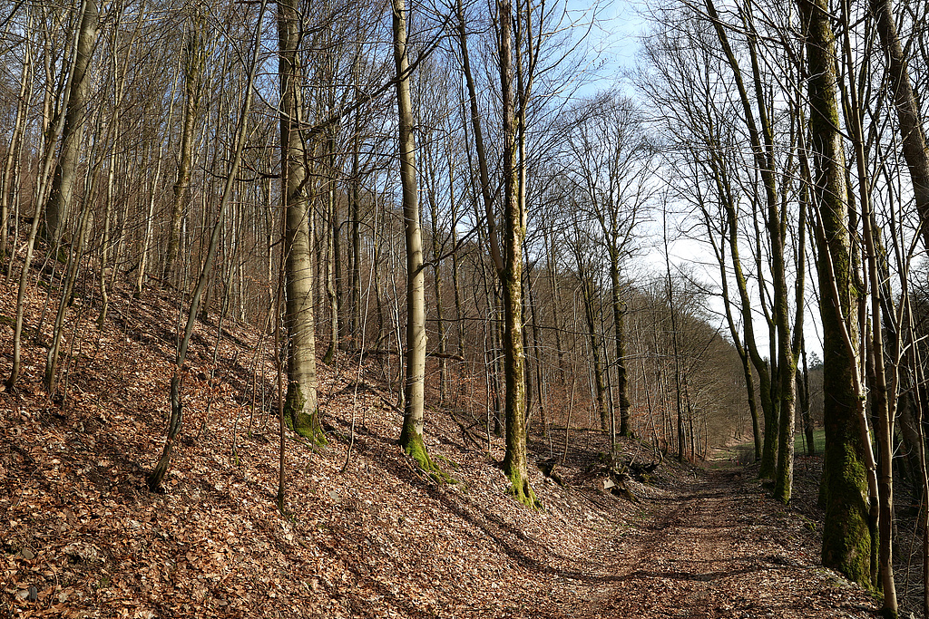 NSG 121, südlichster Teil des Totalreservates (vorn links) mit Waldmeister-Buchenwald im zentralen Teil des NSG „Steinachgrund“ südöstlich Steinach (Landkreis Sonneberg). (Foto: Holm Wenzel 17.03.2024)