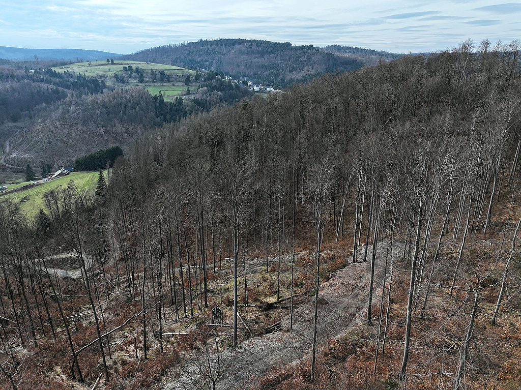 NSG 122, Blick von Osten auf den wie fast das gesamte NSG vollständig aus der forstlichen Nutzung genommenen nördlichen Teil des NSG „Haselbach“ mit (ehemaligem) Nadel-Laub-Mischwald nach Entfernen der Fichten durch Sanitärhieb nach Borkenkäferbefall (vorn), von Buchen dominiertem Laub-Nadel-Mischwald (Waldmeister-Buchenwald) sowie mit Dürrständern nach Borkenkäferbefall des (ehemaligen) Fichten-Reinbestandes (Bildmitte halblinks). Hinten: Ortsteil Haselbach der Stadt Sonneberg (Landkreis Sonneberg). (Foto: Holm Wenzel 17.03.2024)