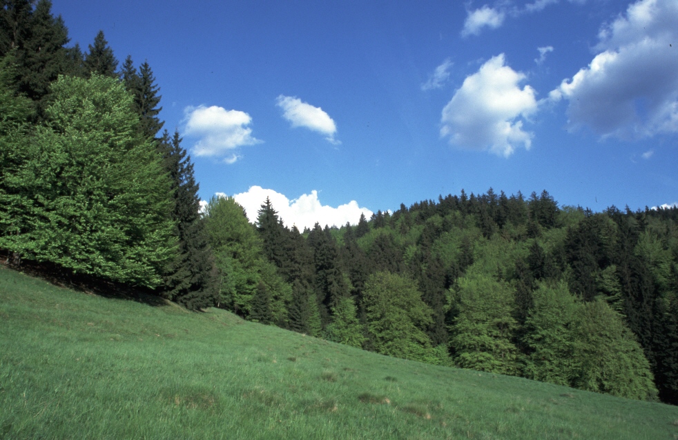 NSG 122, Blick von Nordwesten auf den (ehemaligen) Laub-Nadel-Mischwald im zentralen Teil des NSG „Haselbach“ (Landkreis Sonneberg), in dem die Fichten nach Borkenkäferbefall inzwischen entfernt wurden. (Foto: Holm Wenzel 11.05.2001)