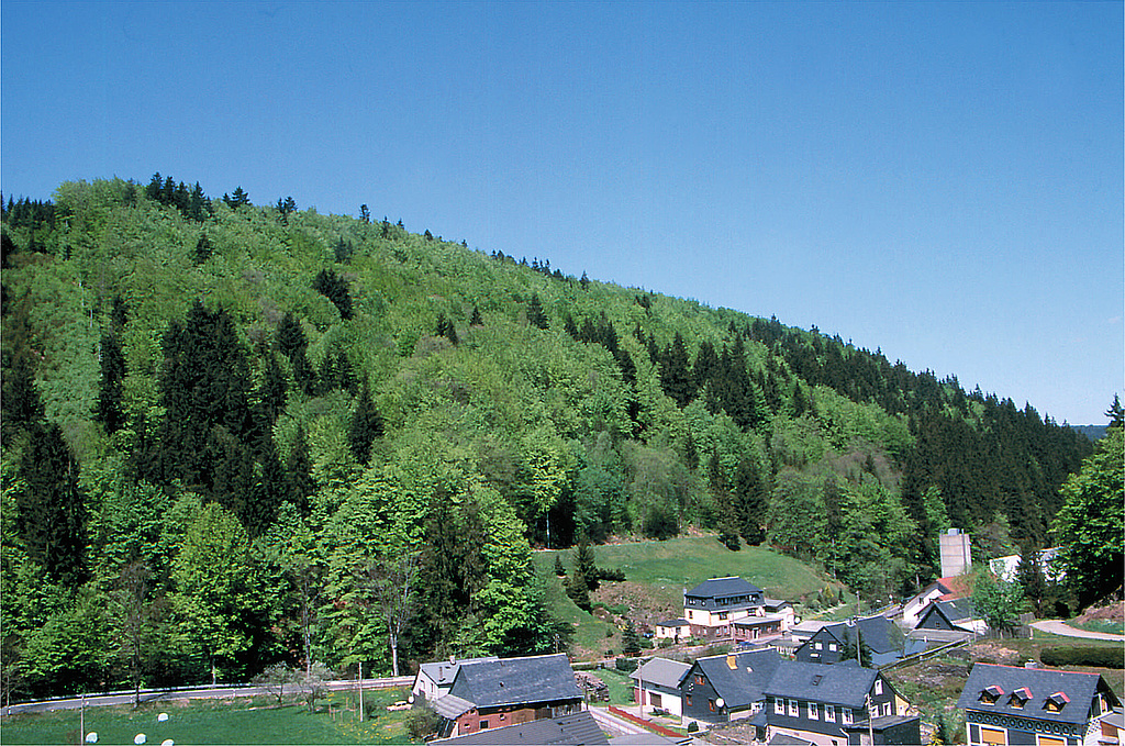 NSG 124, Blick von Südosten über die Siedlung Georgshütte (Stadt Sonneberg) auf den Südteil des NSG „Georgshütte“ (Landkreis Sonneberg) mit aus der forstlichen Nutzung genommenem Zwiebelzahnwurz-Buchenwald (= montane Ausbildung des Waldmeister-Buchenwaldes). Die Fichten sind nach Borkenkäferbefall 2021-2022 weitestgehend entfernt worden. (Foto: Holm Wenzel 11.05.2008)