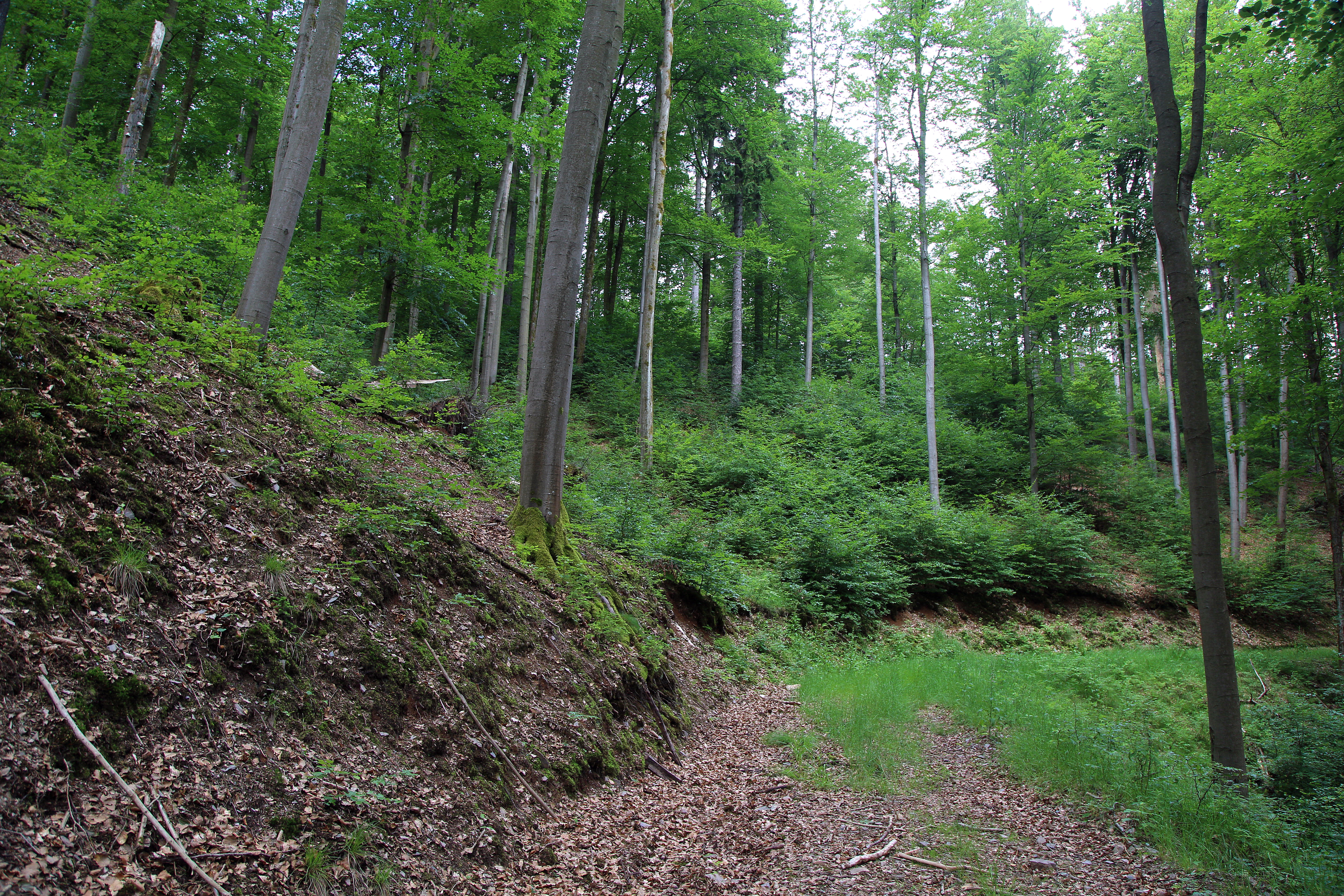 NSG 125, Zwiebelzahnwurz-Buchenwald (montane Form des Waldmeister-Buchenwaldes) am Mittelhangweg auf der Ostseite des Kleinen Förstes im NSG „Kleiner Först“ (Landkreis Sonneberg), hangaufwärts aus der forstlichen Nutzung genommen (Blick nach Nordnordwest). (Foto: Holm Wenzel 21.06.2019)