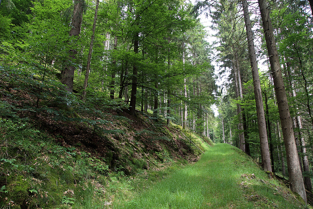 NSG 125, Zwiebelzahnwurz-Buchenwald (montane Form des Waldmeister-Buchenwaldes) am Mittelhangweg auf der Ostseite des Kleinen Förstes im NSG „Kleiner Först“ (Landkreis Sonneberg), hangaufwärts aus der forstlichen Nutzung genommen (Blick nach Nordnordwest). In diesem Laub-Nadel-Mischwald rechts und links des Weges ist die Fichte nach Borkenkäferbefall 2020–2022 entfernt worden. (Foto: Holm Wenzel 21.06.2019)