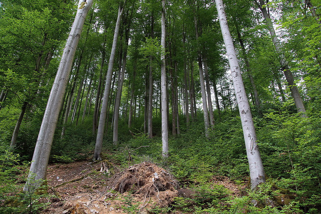 NSG 125, aus der forstlichen Nutzung genommener Zwiebelzahnwurz-Buchenwald (montane Form des Waldmeister-Buchenwaldes) oberhalb des Mittelhangweges auf der Ostseite des Kleinen Förstes im NSG „Kleiner Först“ (Landkreis Sonneberg). (Foto: Holm Wenzel 21.06.2019)