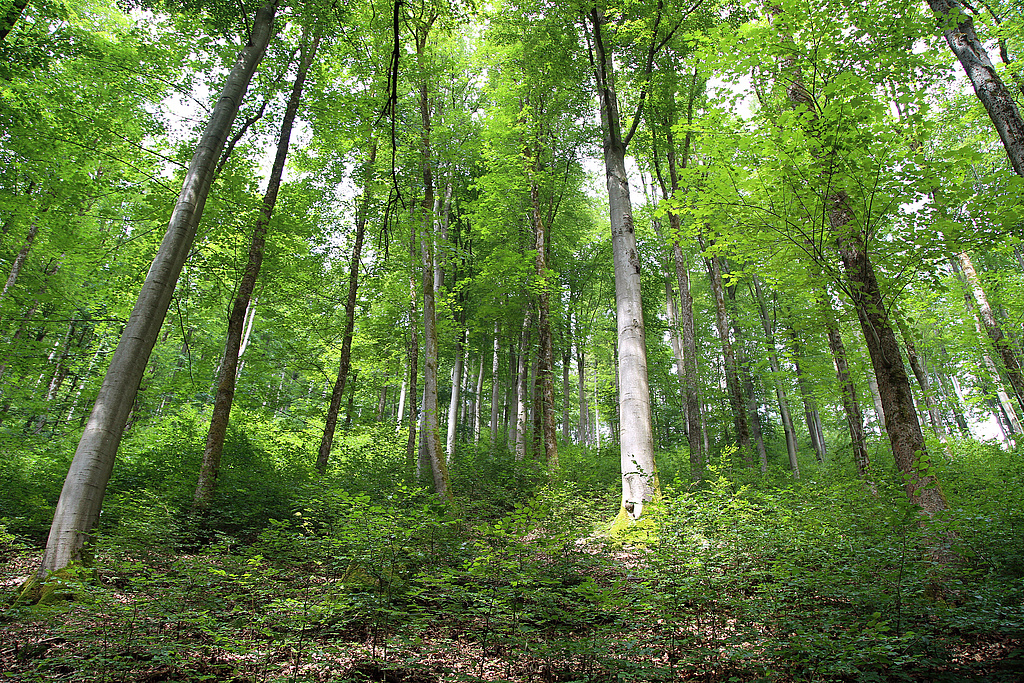 NSG 125, aus der forstlichen Nutzung genommener Zwiebelzahnwurz-Buchenwald (montane Form des Waldmeister-Buchenwaldes) mit viel Buchen-Naturverjüngung oberhalb des Mittelhangweges auf der Ostseite des Kleinen Förstes im NSG „Kleiner Först“ (Landkreis Sonneberg). (Foto: Holm Wenzel 21.06.2019)