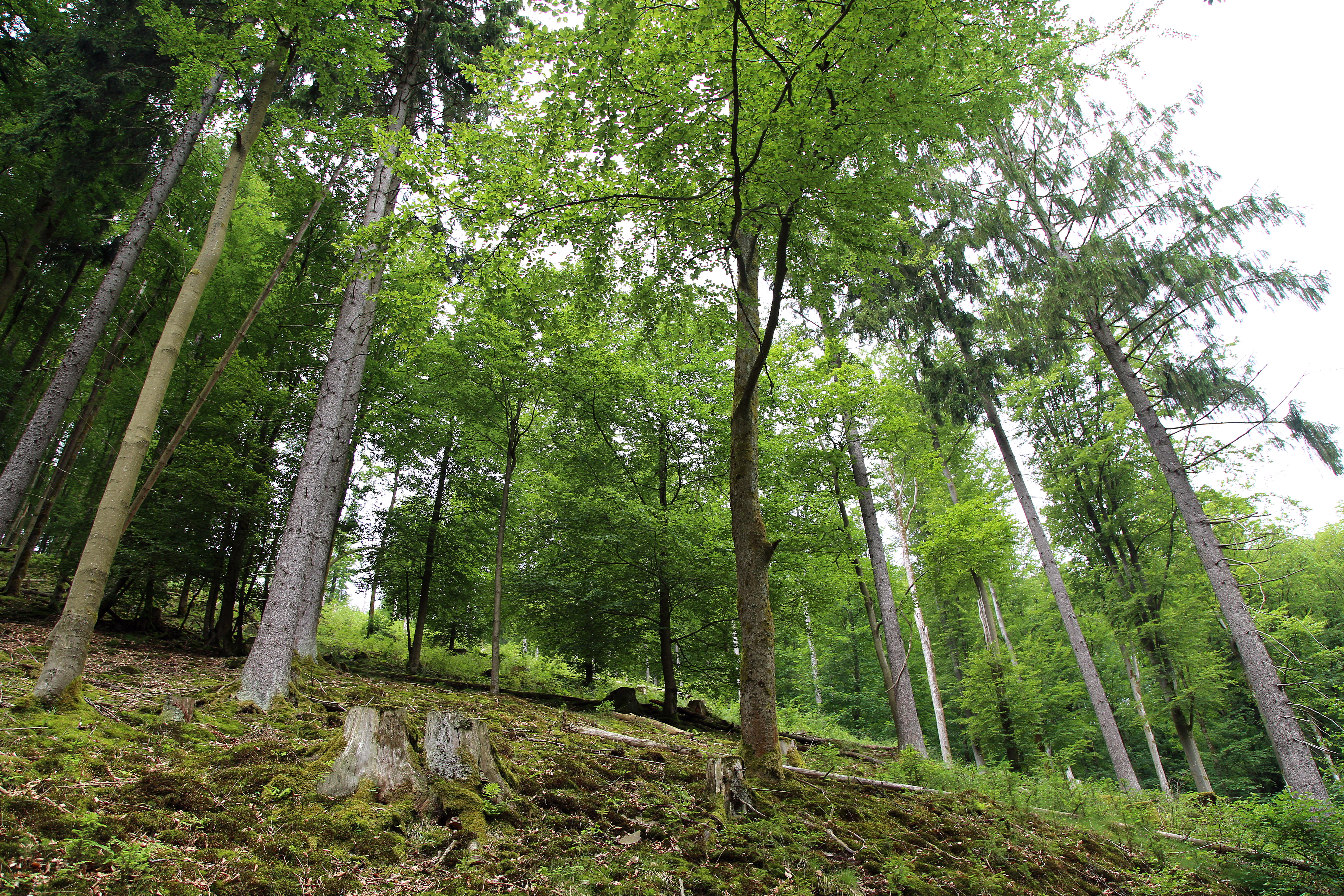 NSG 125, aus der forstlichen Nutzung genommener Zwiebelzahnwurz-Buchenwald (montane Form des Waldmeister-Buchenwaldes) oberhalb des Mittelhangweges auf der Ostseite des Kleinen Förstes im NSG „Kleiner Först“ (Landkreis Sonneberg). Die beigemischte Fichte ist nach Borkenkäferbefall 2020–2022 entfernt worden. (Foto: Holm Wenzel 21.06.2019)